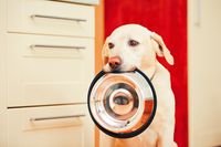 Hund mit Napf - Seminar Ernährung Hundeschule Hunde 1x1