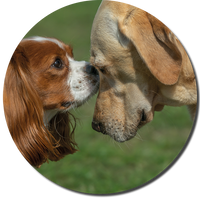 Freundliche Hundebegegnung - Hundetrainer Christiana Gramlich
