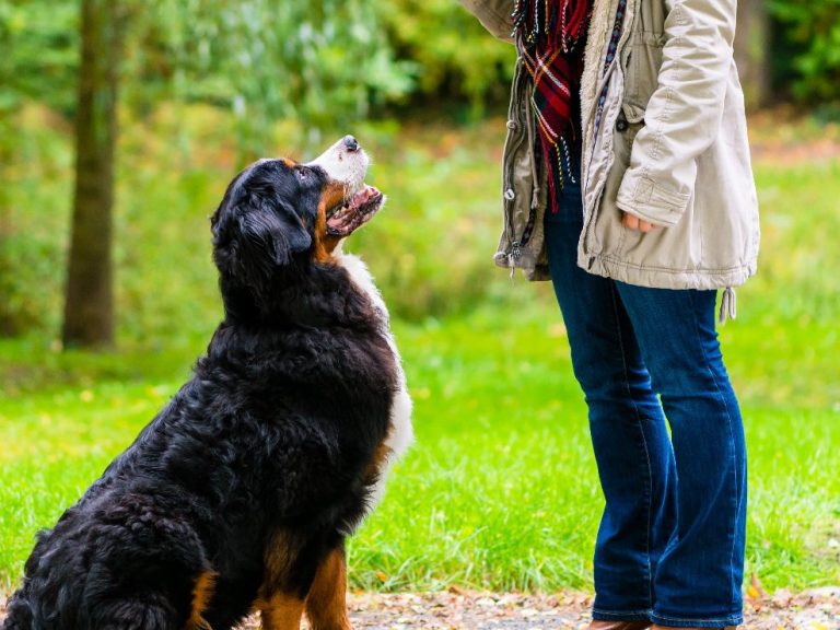 Einzeltraining Hund Christiana Gramlich Hundetrainerin Eine Frau trainiert mit einem Bernersennenhund im Freien.