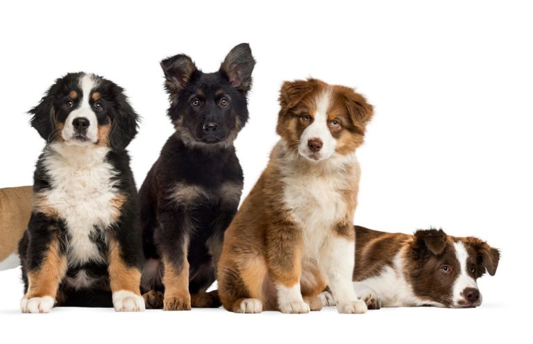Welpenschule Christiana Gramlich Hundetrainerin Fünf verschiedene Welpen sitzen nebeneinander auf einem weißen Hintergrund.