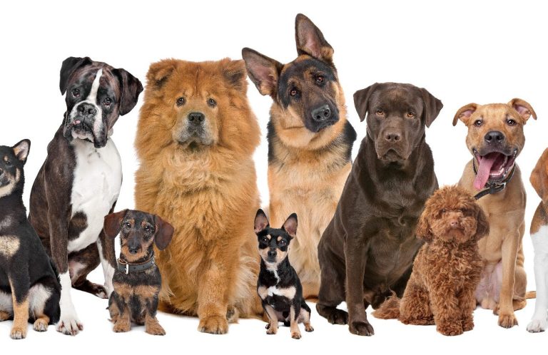 Gruppentraining Hunde ab 1 Jahr -Christiana Gramlich Verschiedene Hunderassen sitzen zusammen in einer Reihe, freundlich und aufmerksam.