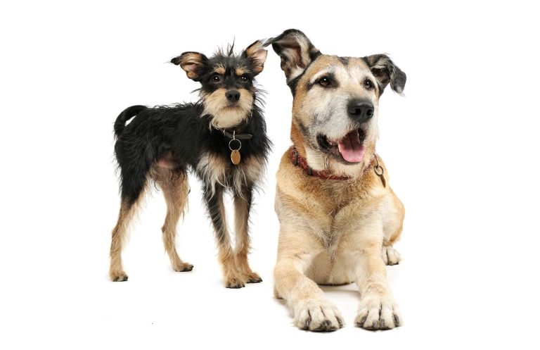 Gruppenstunde All together erwachsene Hunde Zwei Hunde stehen zusammen, ein kleiner schwarzer und ein größerer brauner Hund.
