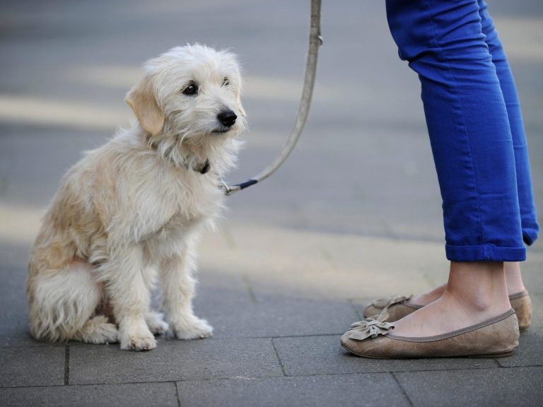 Kurs Benimm Dich! Christiana Gramlich Hundetrainerin Brauner Hund sitzt neben einer Person mit blauen Hosen und braunen Schuhen.