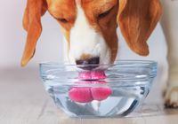 Hund trinkt Wasser - Christiana Gramlich Hundetrainerin