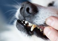 Beispiel Kundenhund, Ernährung Trockenfutter Dentastix