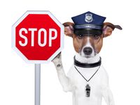 Hund mit Stopschild - giftige Lebensmittel für Hunde