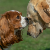 Freundliche Hundebegegnungen - Hundetrainer Christiana Gramlich