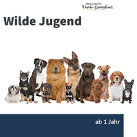 Gruppentraining Wilde Jugend - Hundeschule Hunde 1x1 Walldürn