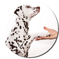 Kommunikation Mensch-Hund - Hundeschule Hunde 1x1 Walldürn