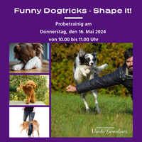 Funny Dogtricks - Shap it - Kursstart Mai 2024