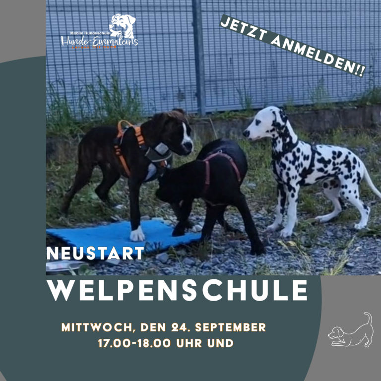 Welpenschule Christiana Gramlich - Hundetrainerin in Walldürn und Umgebung Drei Welpen spielen auf einem Platz, Einladung zur Welpenschule.