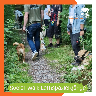 Social Walks Lernspaziergänge Christiana Gramlich Walldürn Menschen spazieren mit Hunden auf einem schmalen Waldweg.
