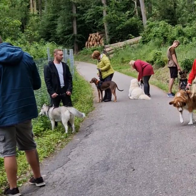 Neustart Social Walk Christiana Gramlich Walldürn Gruppen von Menschen und Hunden auf einem Weg umgeben von Bäumen und Grünflächen.