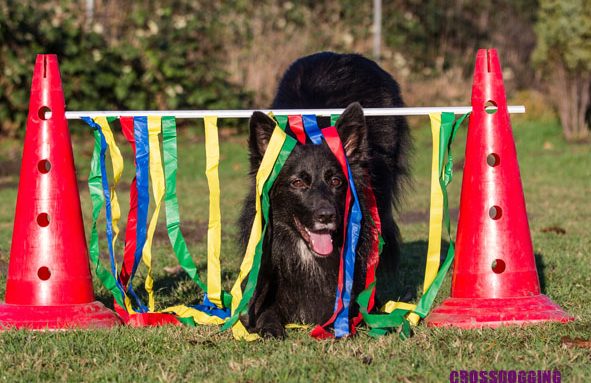 Crossdogging - Just Fun Christiana Gramlich Hundetrainerin Schwarzer Hund steht fröhlich unter bunten Bändern zwischen roten Kegeln.