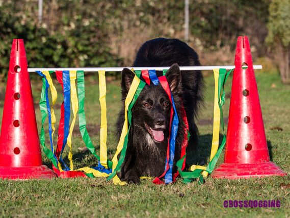 Gesunde Auslastung für Hunde - Christiana Gramlich im Training Schwarzer Hund durch quirlige Bänder zwischen zwei roten Pylonen laufend.