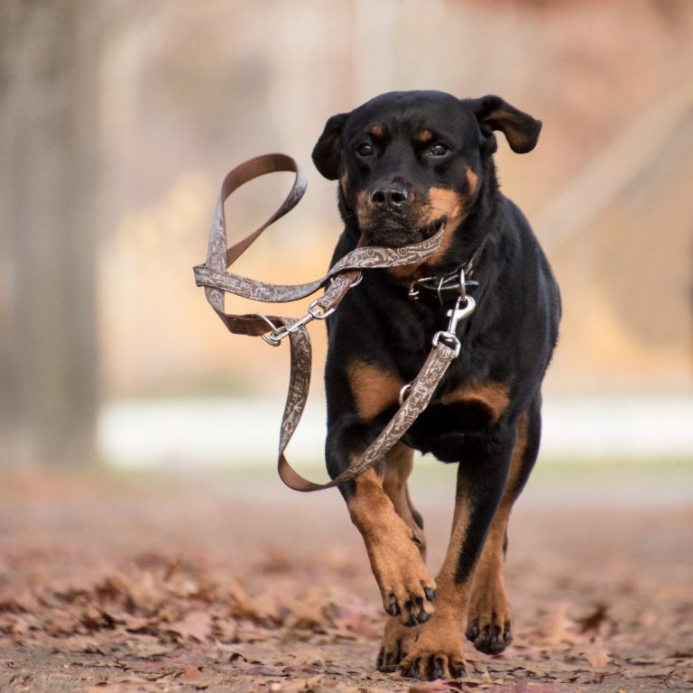 Neustart Kurs COME BACK! Intensivtraining Rükruf2026 Christiana Gramlich Hundetrainerin Ein Rottweiler läuft mit einer Leine im Mund auf einem Waldweg.