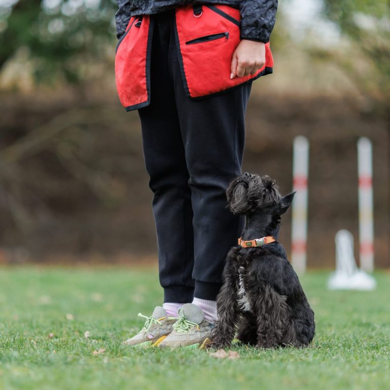 Neustart Rally Obedience Christiana Gramlich Hundetrainerin Person in roter Jacke steht auf einer Wiese neben einem kleinen Hund.