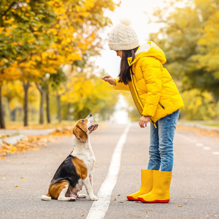 COme BACK! Intensivtraining Rückruf 2026 Christiana Gramlich Hundetrainerin Ein großer schwarzer Hund läuft in Richtung Camera