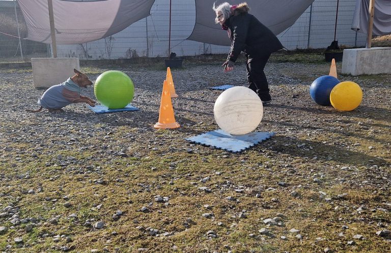 Treibball Just Fun - Christiana Gramlich Hundetrainerin Eine Person spielt im Freien mit dem Hund und lässt ihn bunte Bällen schieben