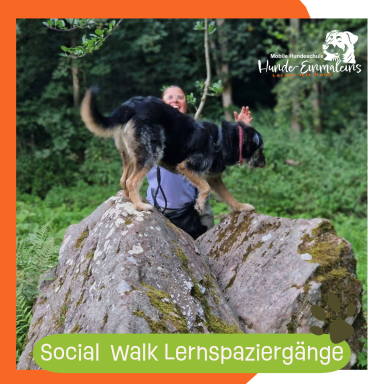 Social Walk - Lernspaziergänge Christiana Gramlich Walldürn Hund spielt auf einem großen Stein, im Hintergrund steht eine Person.
