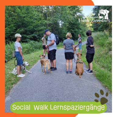 Social Walk Lernspaziergang Christiana Gramlich Walldürn Gruppe von Menschen mit Hunden auf einem Weg in der Natur während eines Spaziergangs.