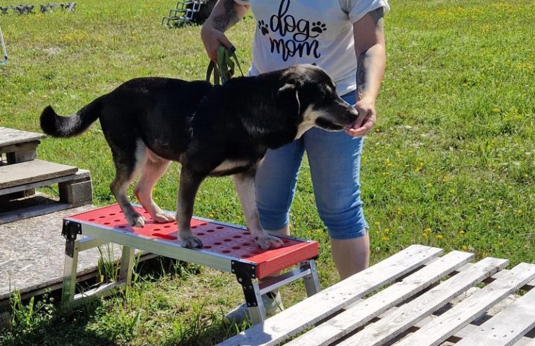 Degility Parcourssport Christiana Gramlich Hundetrainerin Schwarzer Hund balanciert auf einer roten Plattform, während er von einer Person gehalten wird.