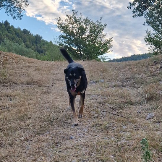 COme BACK! Intensivtraining Rückruf 2026 Christiana Gramlich Hundetrainerin Ein großer schwarzer Hund läuft in Richtung Camera