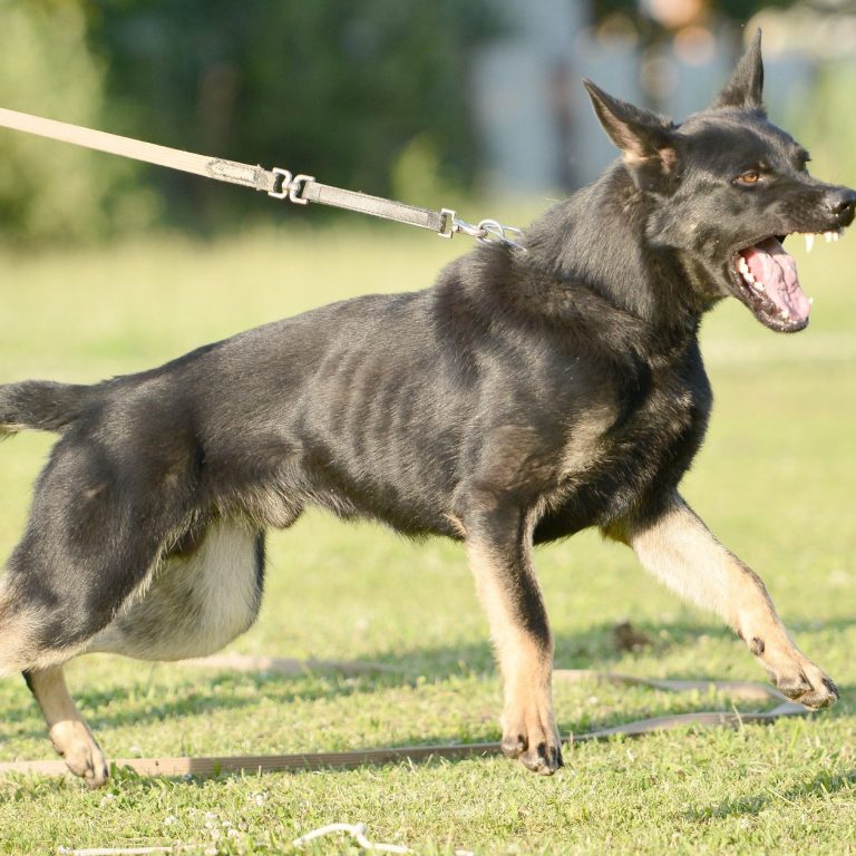 Intensivseminar Aggression verstehen statt nur erkennen Hundeführerschein 2026 Christiana Gramlich Hundetrainerin Schwarzer Hund auf einem Grasplatz, sichtbar aufgeregt und angeleint.