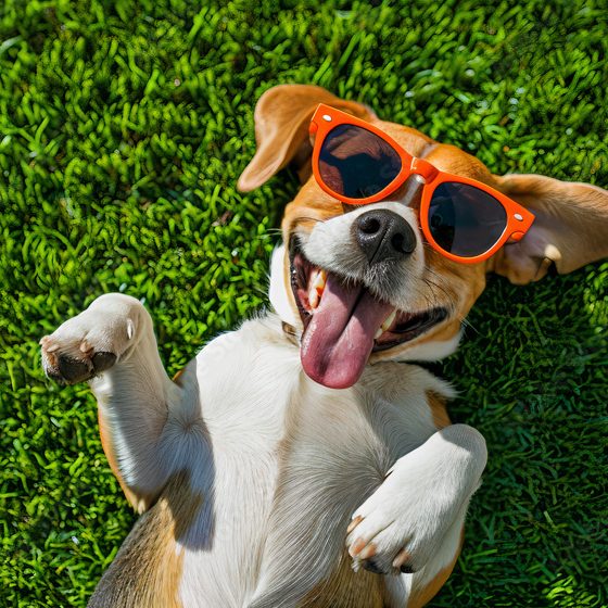 Glückliche Hund kostenloser Vortragsabend - Christiana Gramlich kostenloser Vortragsabend Ein fröhlicher Beagle mit orangefarbener Sonnenbrille liegt auf grünem Gras.