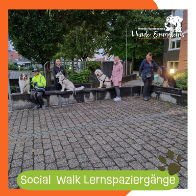 Social Walk Lernspaziergang Christiana Gramlich Walldürn Gruppe von Menschen mit Hunden auf einer gepflasterten Fläche bei Dämmerung.