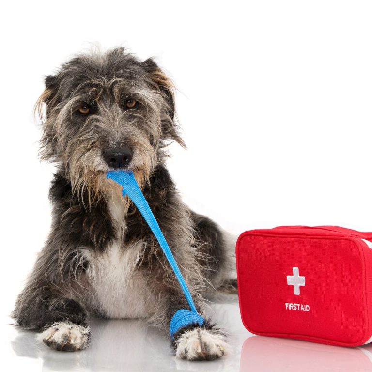 1. Hilfe beim Hund 2026 Christiana Gramlich Hundetrainerin Ein Hund zieht an einem Verband, der an der Pfote befestigt ist.