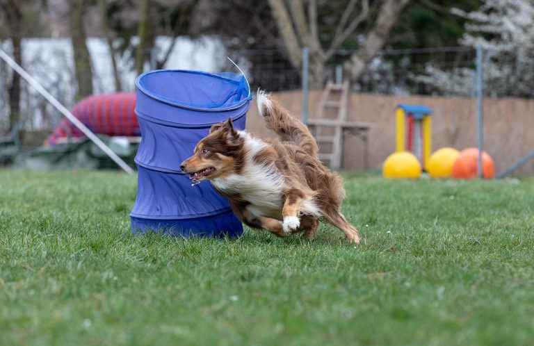 Hundezugsport Christiana Gramlich Hundetraining Ein Hund posiert vor einem auffälligen gelben Trike (spezielles Dreirad für den Hundezugsport) auf Gras.