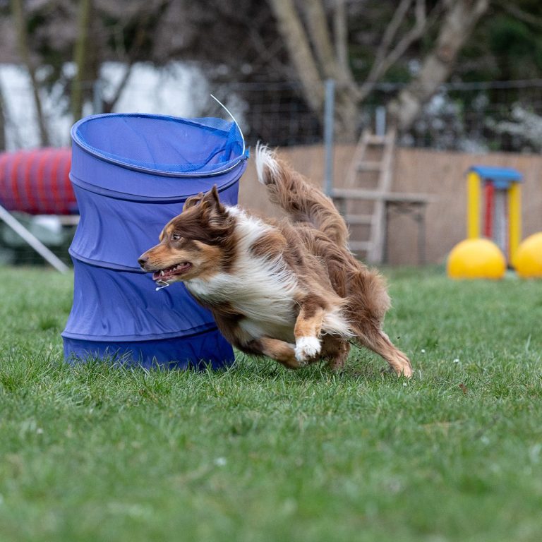 Neustart Januar 2026 Welpenschule Christiana Gramlich Hundetrainerin Ein Dalmatiner-Welpe schläft auf der Schulter einer Person mit rotem Pullover.