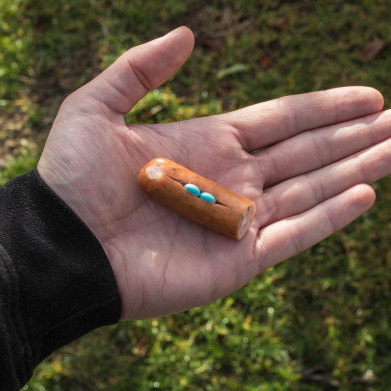 Neustart Kurs Hundeführerschein 2026 Christiana Gramlich Hundetrainerin Sechs Personen mit Hunden stehen draußen und halten Urkunden in den Händen.