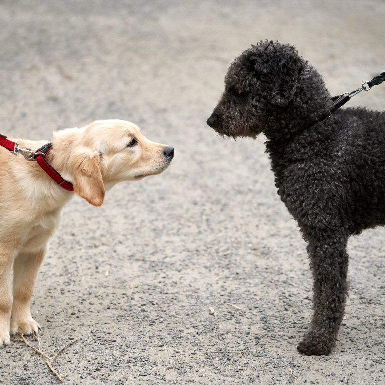Neustart Kurs Hundeführerschein 2026 Christiana Gramlich Hundetrainerin Sechs Personen mit Hunden stehen draußen und halten Urkunden in den Händen.