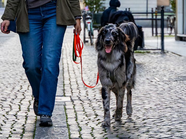 Einzeltraining Christiana Gramlich Hundetrainerin Innenstadtbereich - Frau führt an lockerer Leine einen Hund