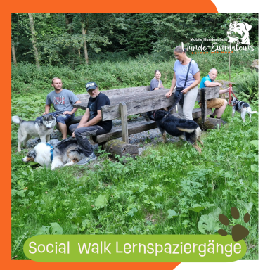 Social Walk Lernspaziergänge Christiana Gramlich Walldürn und Umgebung Gruppenausflug mit Hunden in der Natur, Teilnehmer sitzen auf einem Holzstamm.