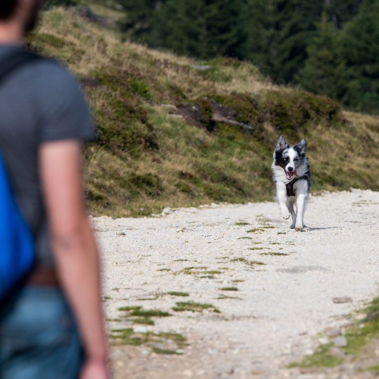 Neustart Kurs COME BACK - Rückruf IntensivChristiana Gramlich Hundetrainerin Ein Hund läuft auf einem Wanderer auf einem schmalen Weg in der Natur zu.