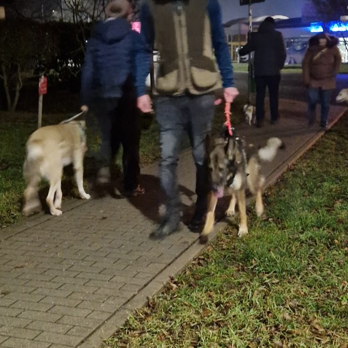 Social Walk - Lernspaziergänge Christiana Gramlich Drei Hunde werden von Personen auf einem Gehweg bei Nacht spazieren geführt.