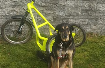 Hundezugsport Christiana Gramlich Hundetraining Ein Hund posiert vor einem auffälligen gelben Trike (spezielles Dreirad für den Hundezugsport) auf Gras.